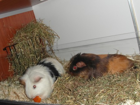 Klein beertje finn met grote zeug fien