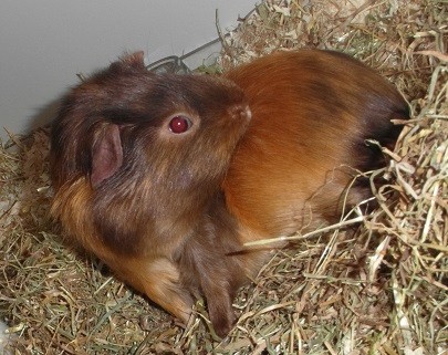 je zal maar jeuk hebben