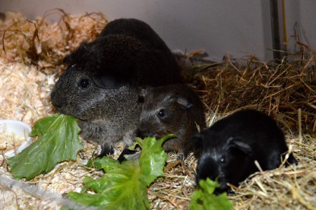 Josje met haar 1e nestje