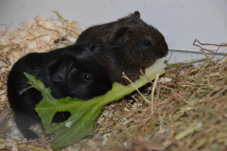 Noortje en Amy van het A-nest
